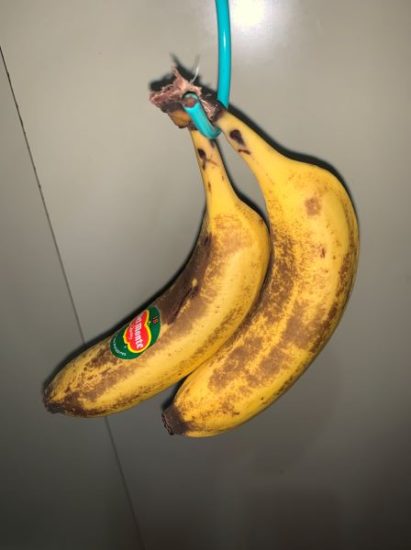 バナナを常温で吊るして3日目